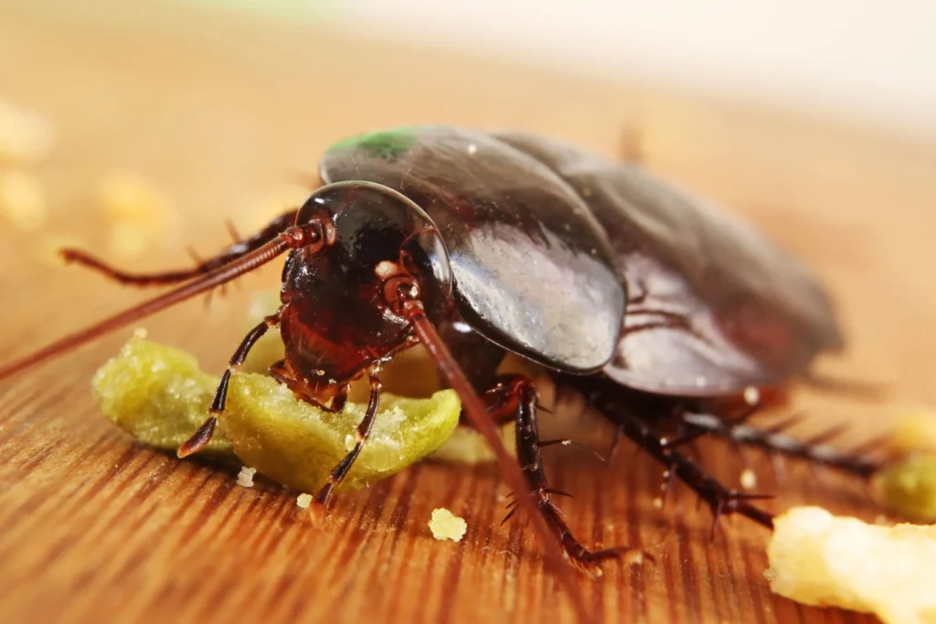 Prusak karaluch